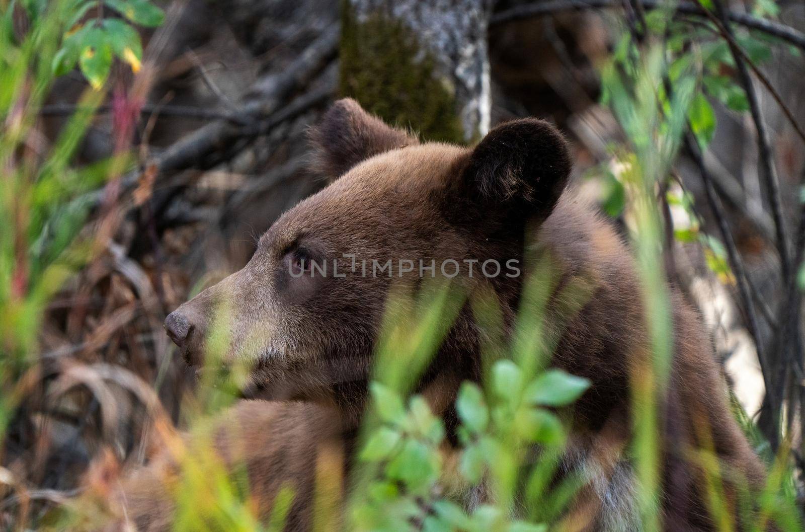 Bears in Riding Mountain National Park Manitoba Canada