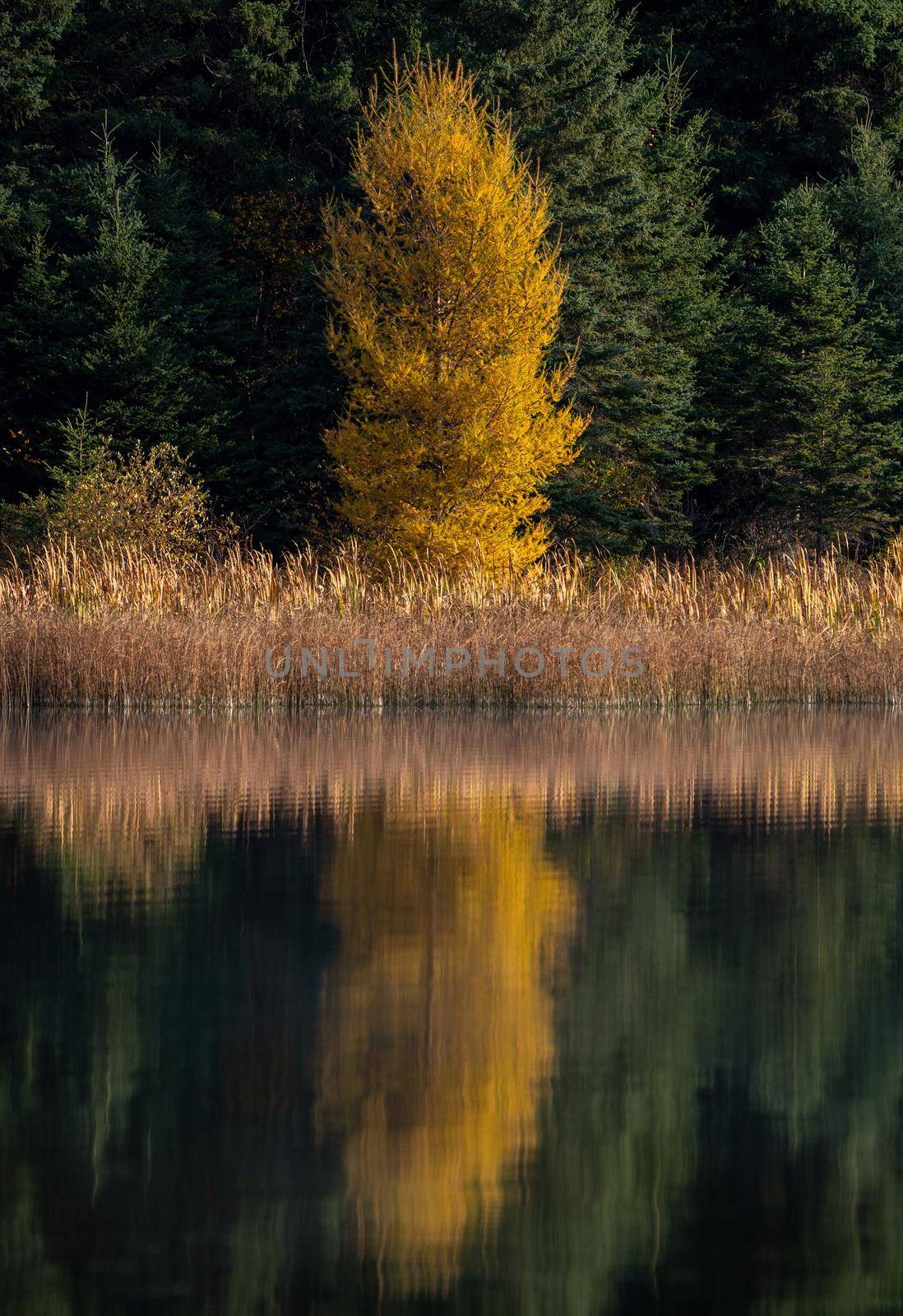 Prairie colors in fall yellow orange trees colorful