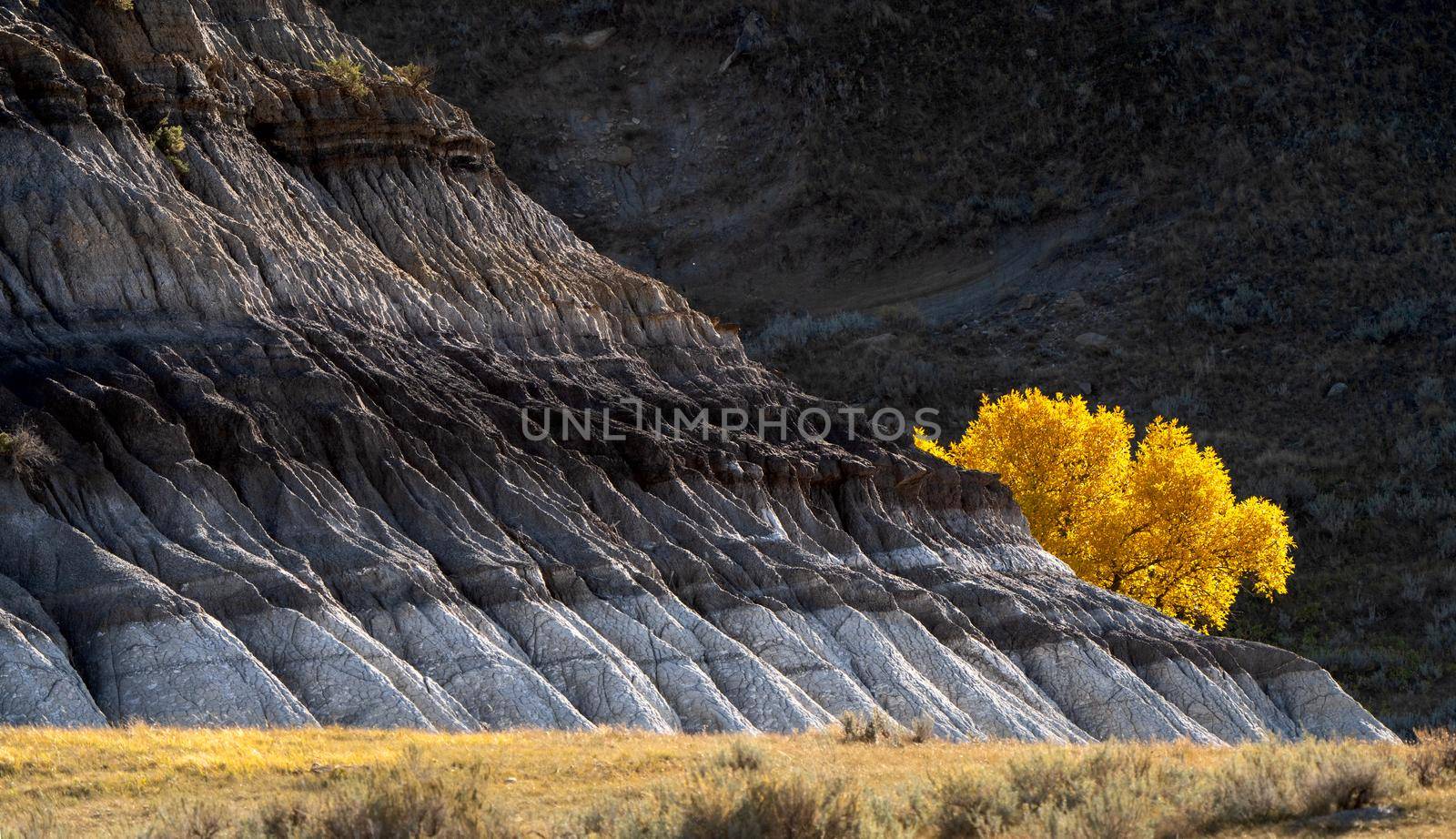 Prairie colors in fall yellow orange trees colorful