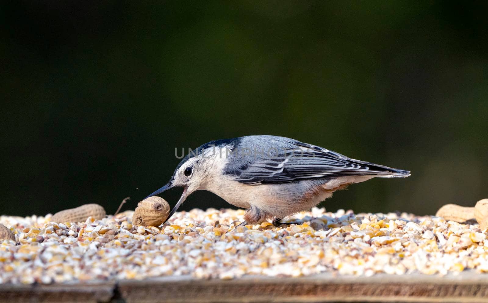 Nuthatch at feeder in park moose jaw Saskatchewan Canada