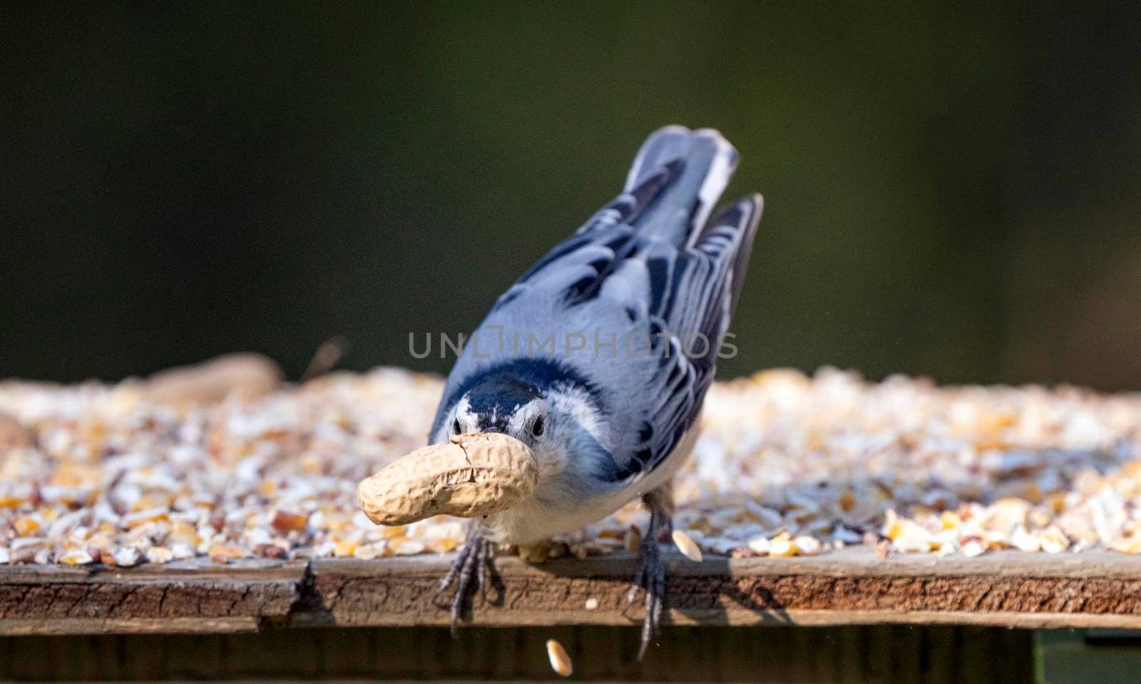 Nuthatch at feeder in park moose jaw Saskatchewan Canada