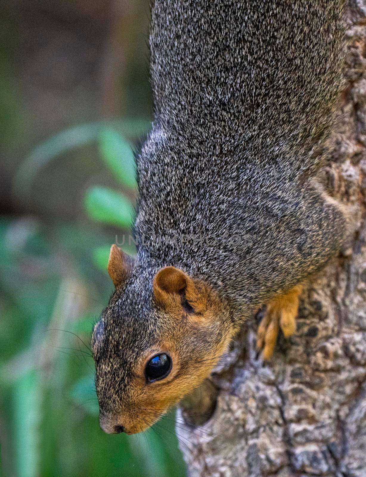 Squirrel in tree close up Saskatchewan Canada Summer