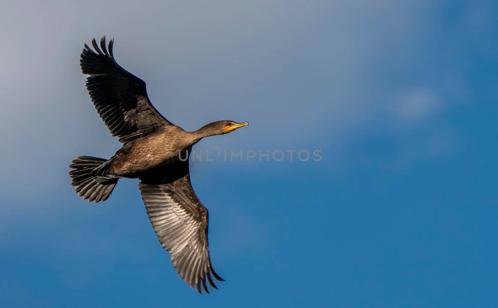 Cormorants at lake in Saskatchewan Canada prairie wildlife