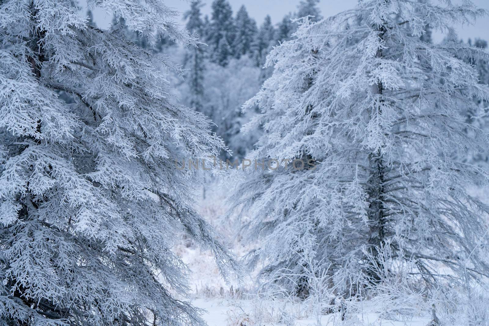 Hoar frost scene in Riding Mountain Manitoba