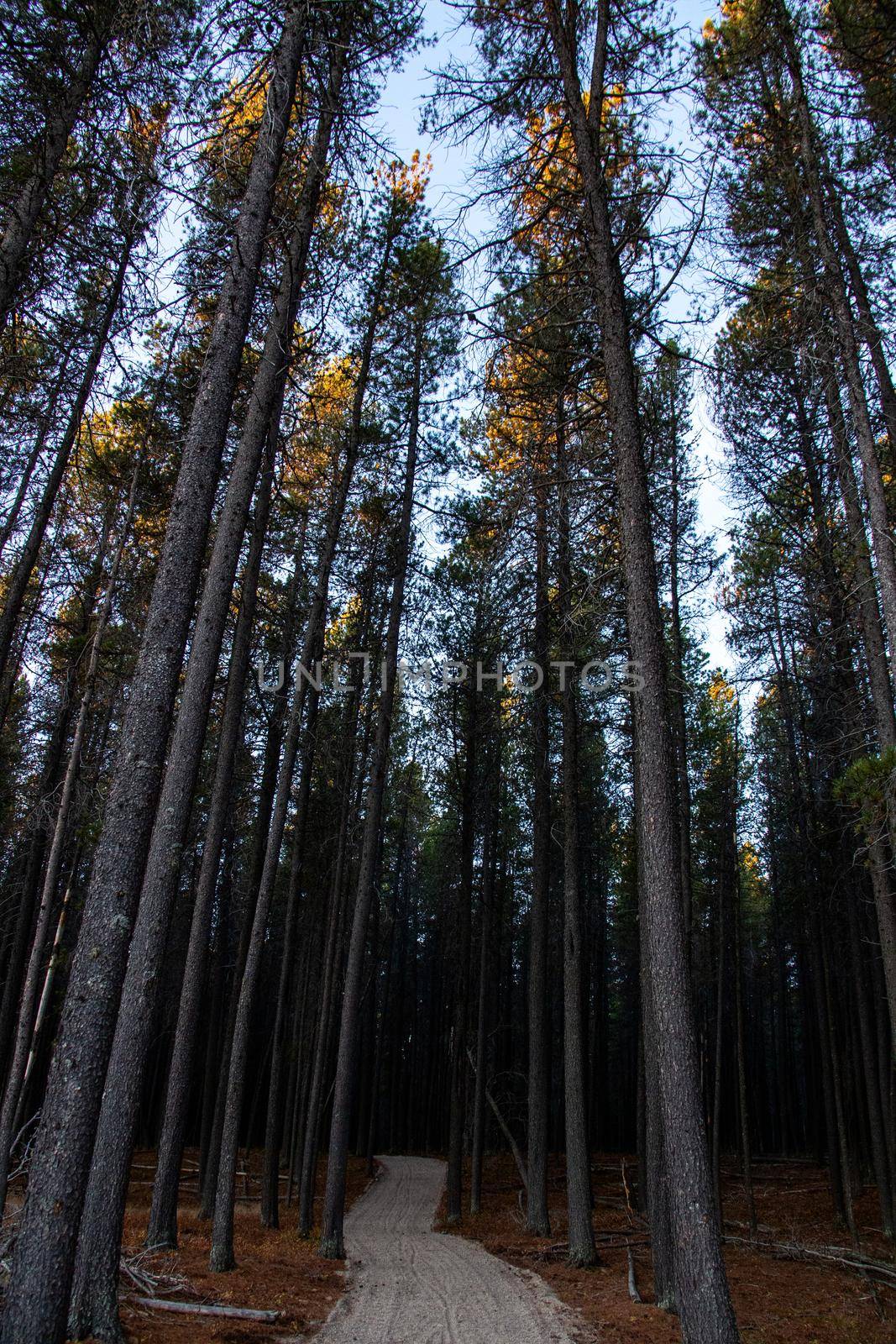 Pine Forest Cypress Hills Interprovincial Park Saskatchewan Alberta