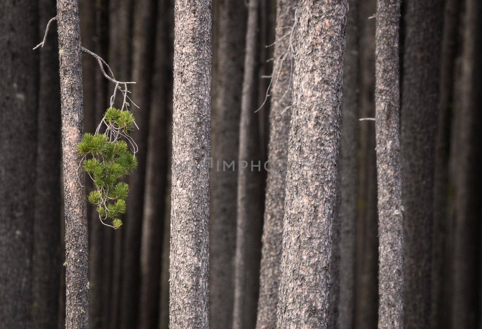 Pine Forest Cypress Hills Interprovincial Park Saskatchewan Alberta