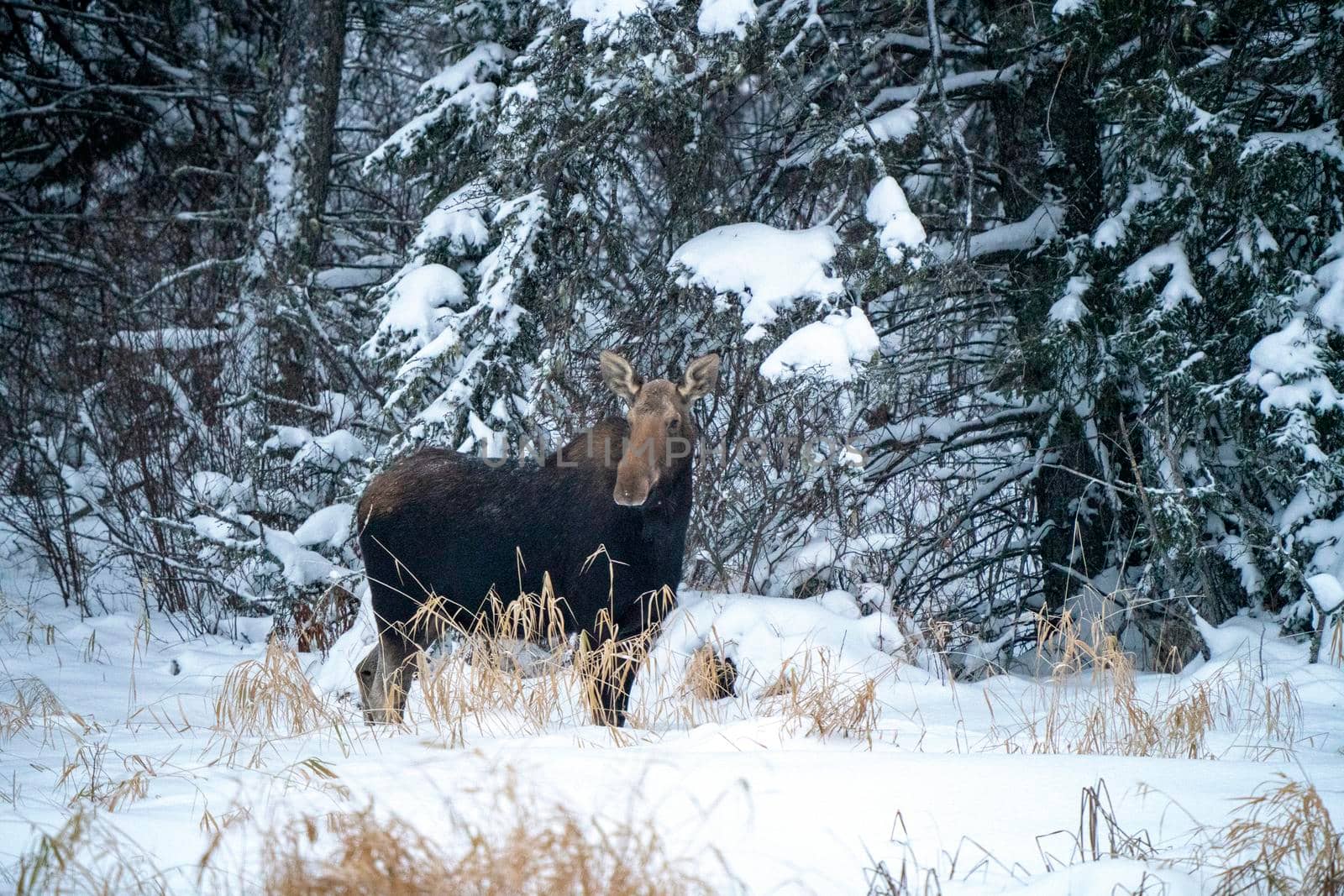 Moose in the Snow in Riding Mountain Provincial Park Canada