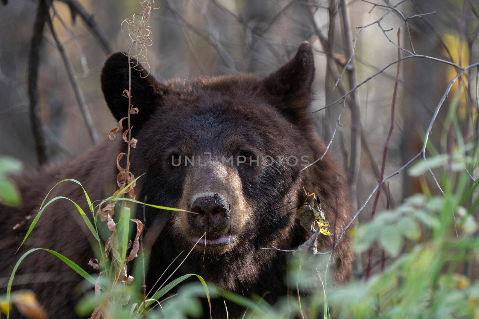 Bears in Riding Mountain National Park Manitoba Canada