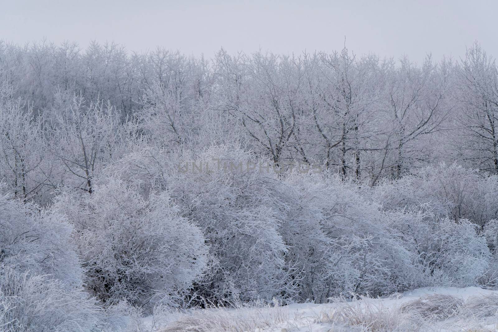 Hoar frost scene in Riding Mountain Manitoba