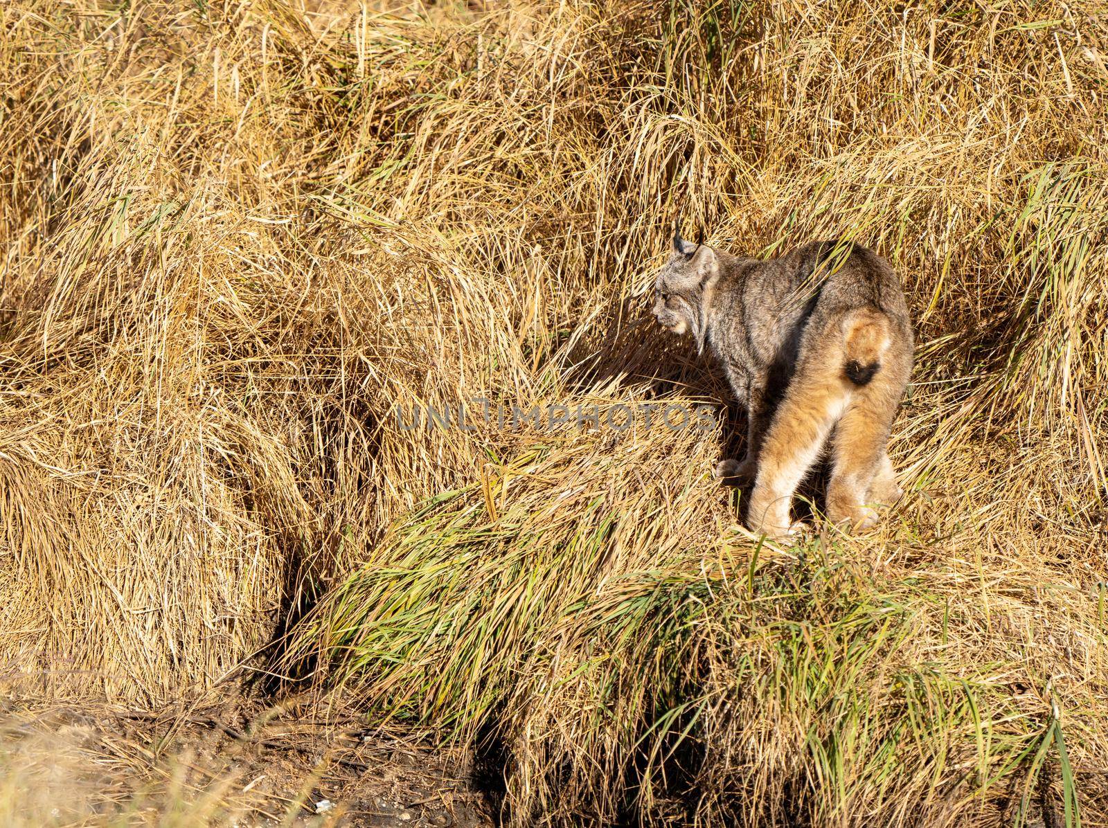 Lynx in the Wild Riding Mountain National Park Canada