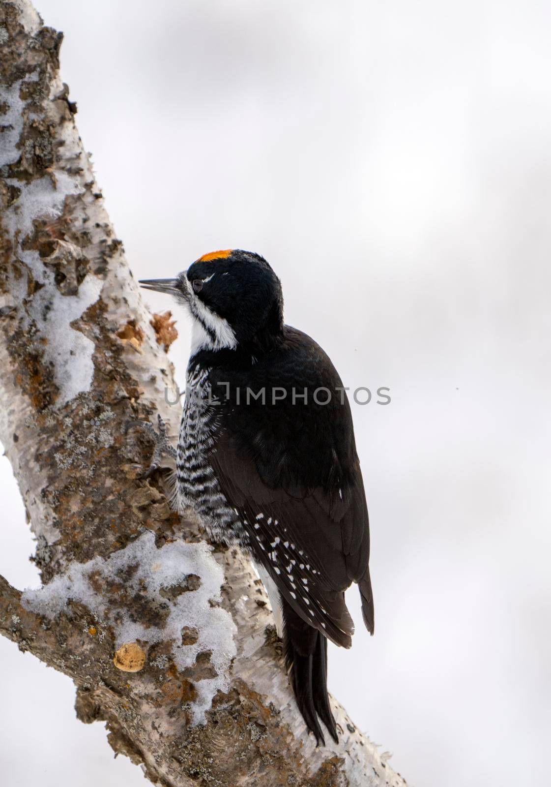 Woodpecker in tree in Winter Saskatchewan Canada