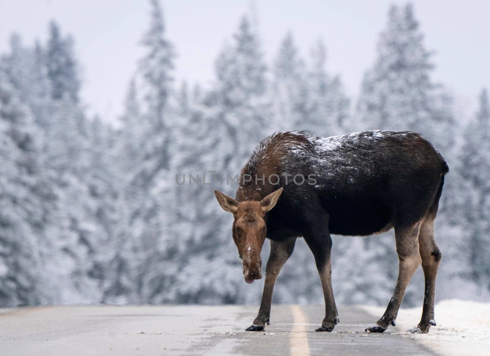 Moose in the Snow in Riding Mountain Provincial Park Canada