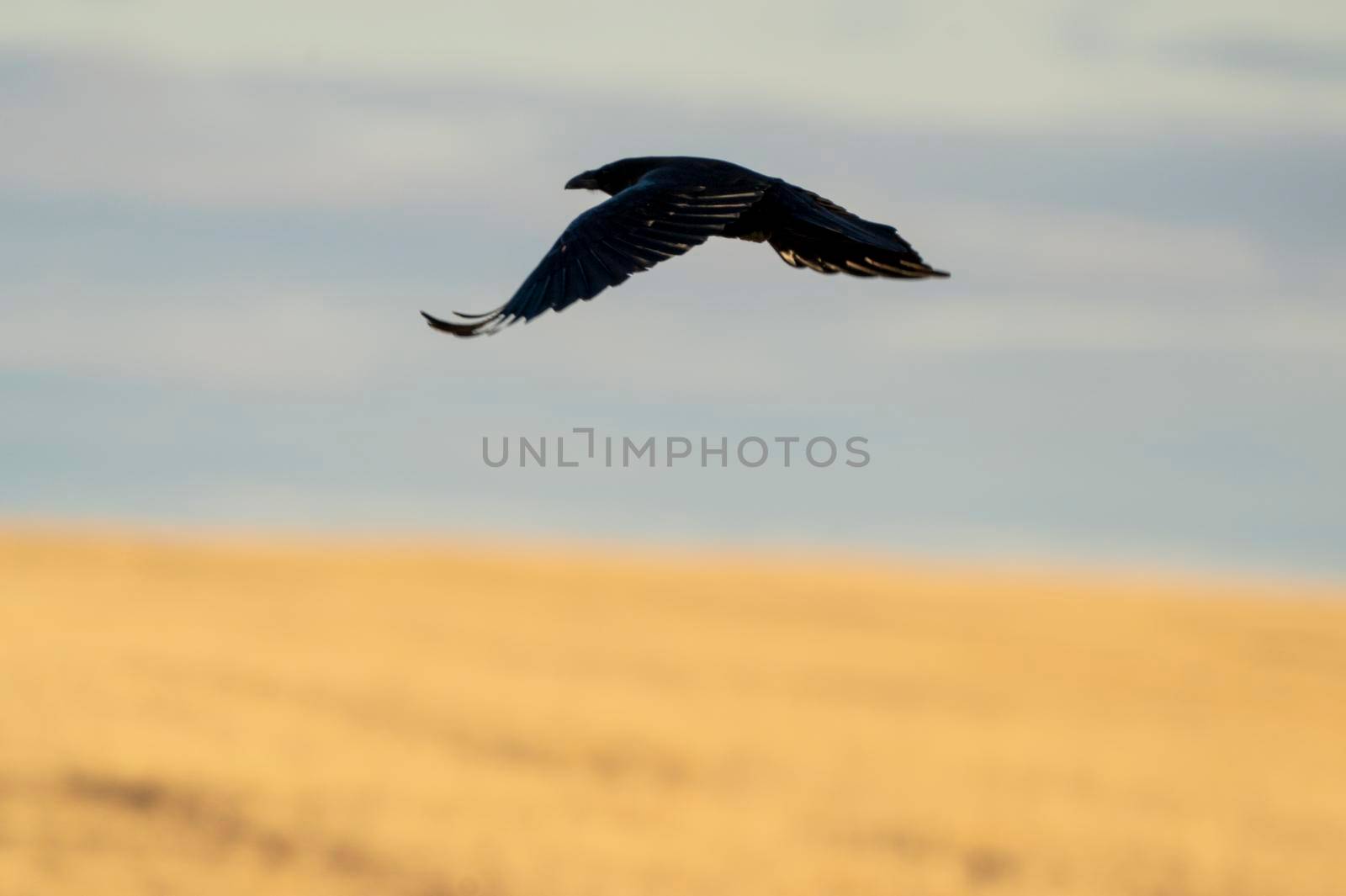 Prairie Raven Flying in Saskatchewan Canada Flight