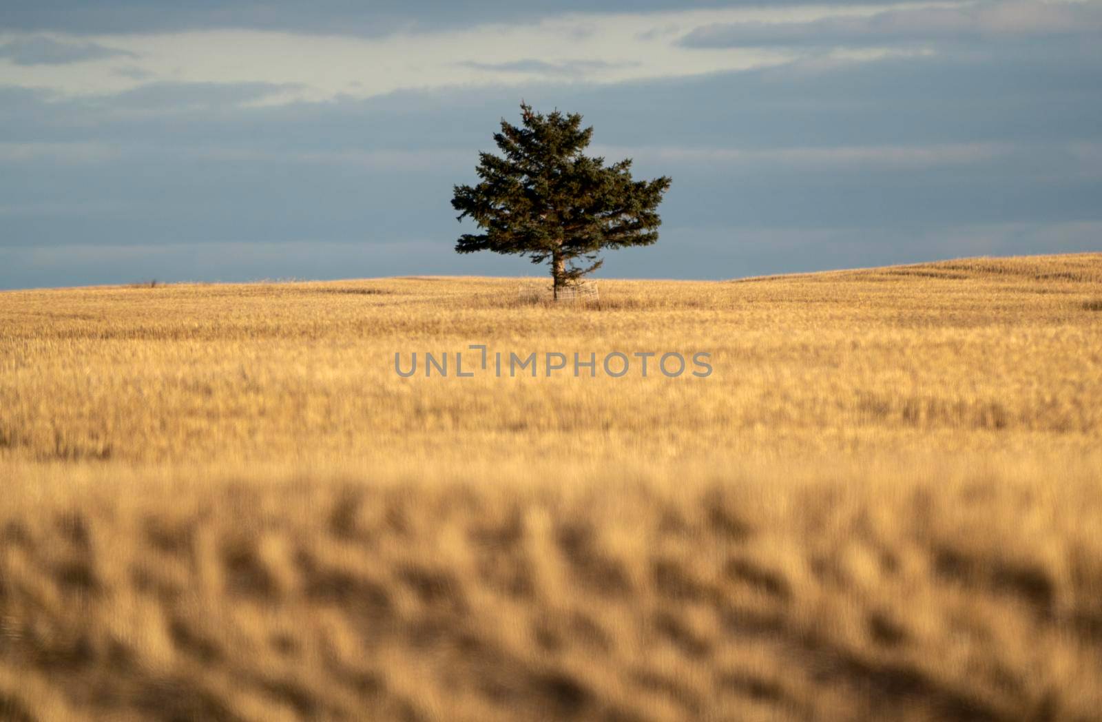 Scenic views of the Cypress Hills Saskatchewan Alberta