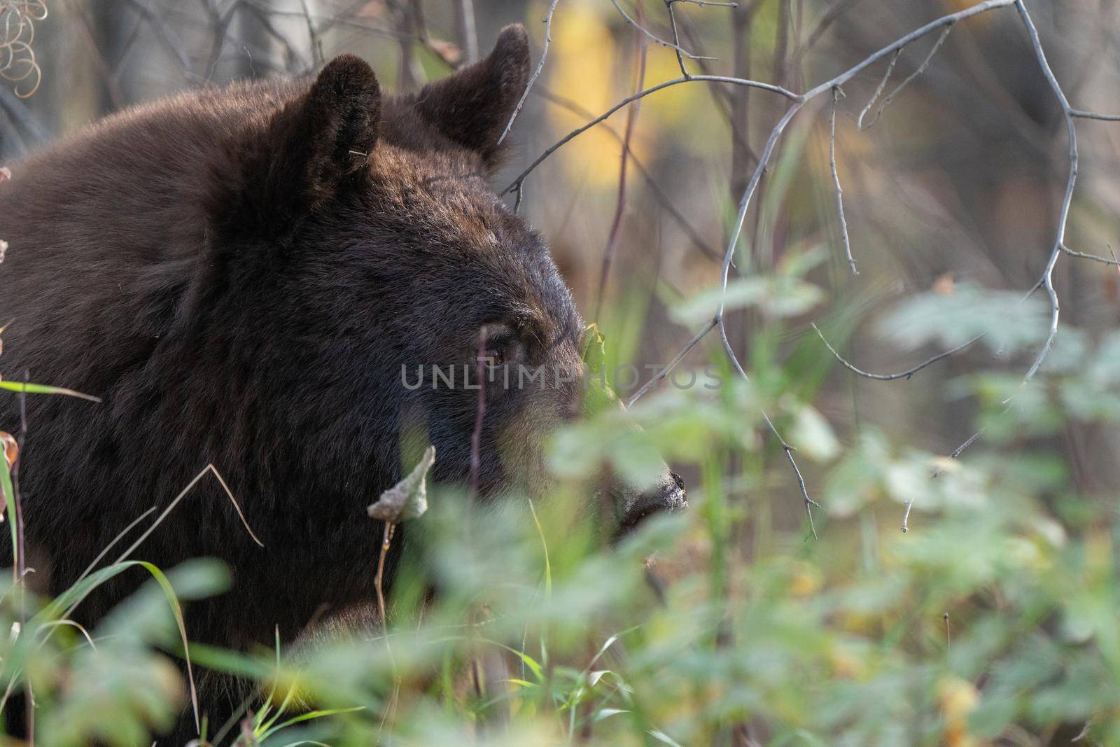 Bears in Riding Mountain National Park Manitoba Canada