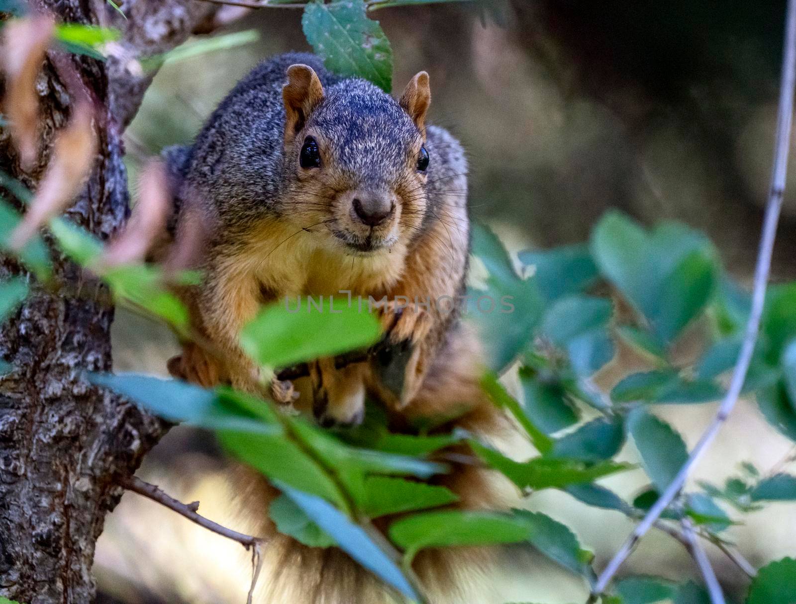 Squirrel in tree close up Saskatchewan Canada Summer