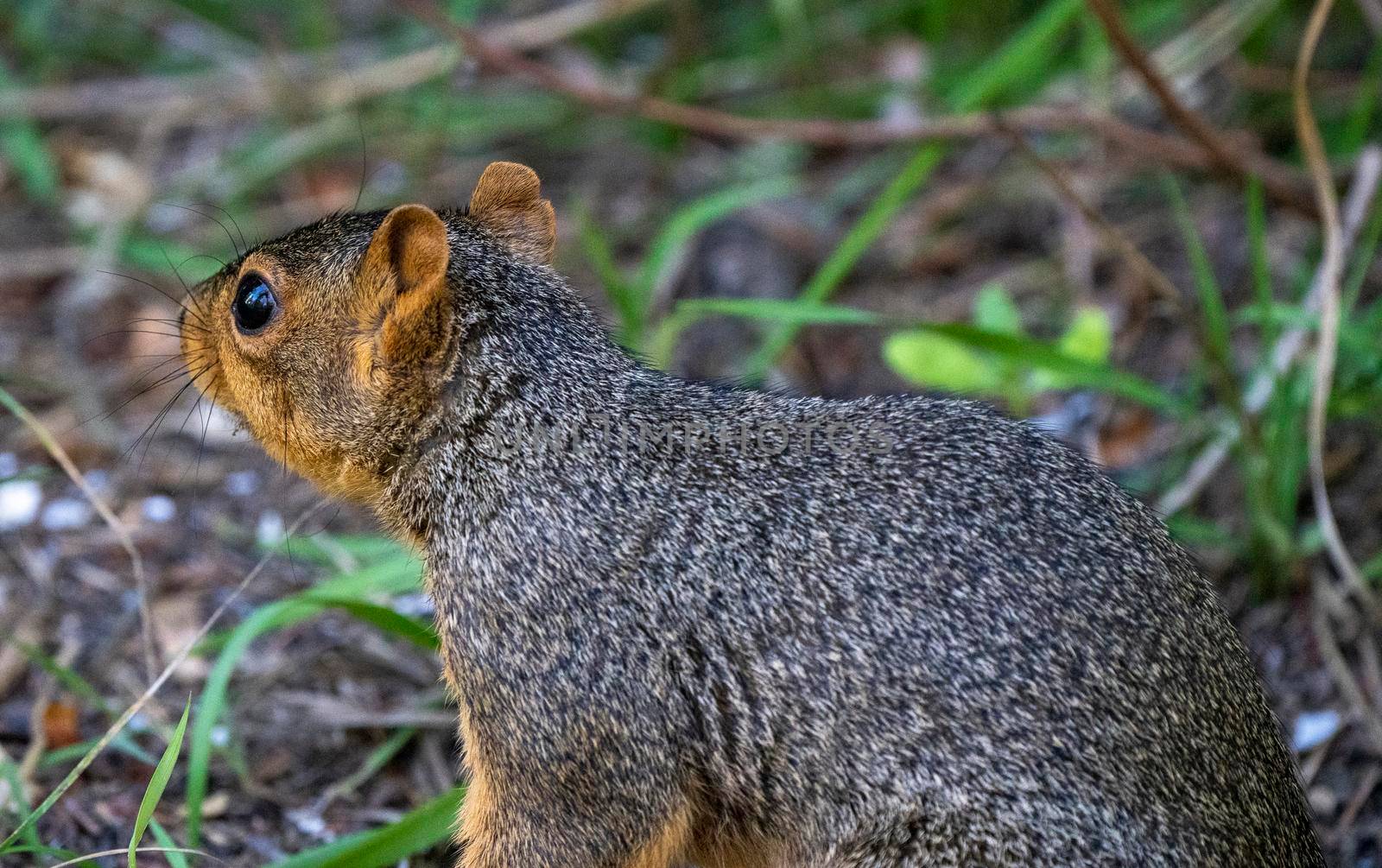 Squirrel in tree close up Saskatchewan Canada Summer