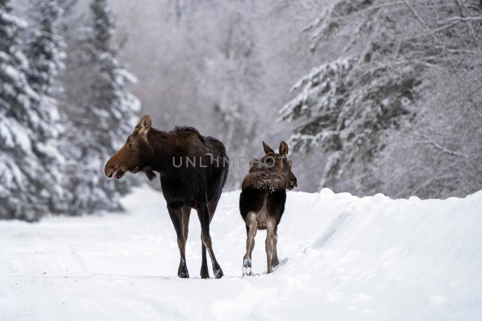 Moose in the Snow in Riding Mountain Provincial Park Canada