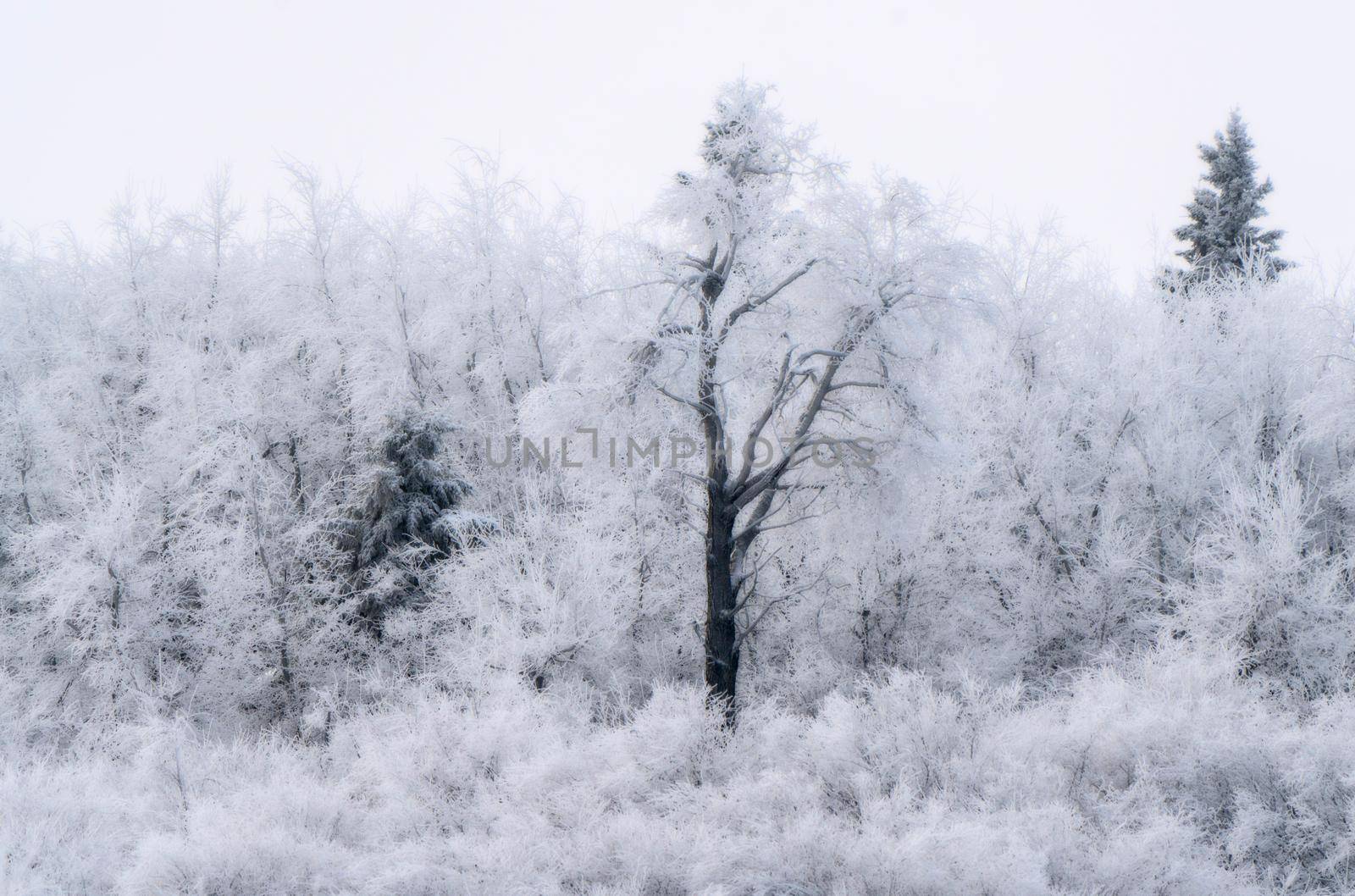Hoar frost scene in Riding Mountain Manitoba