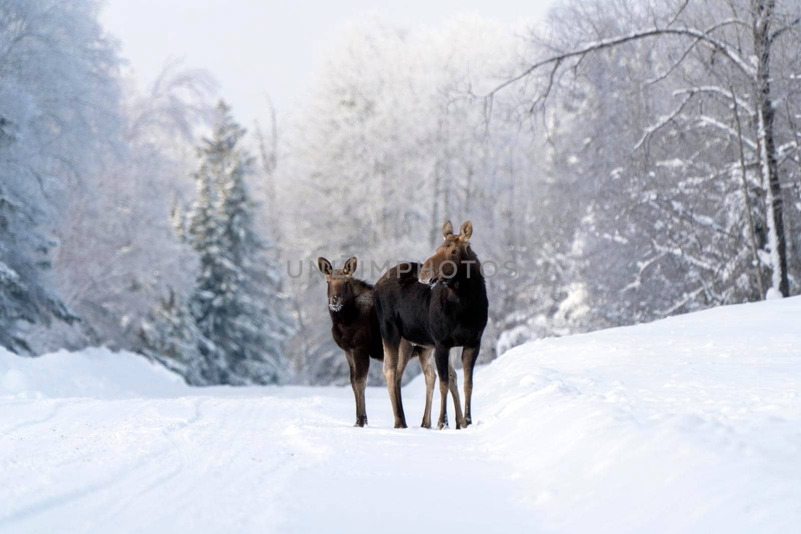 Moose in the Snow in Riding Mountain Provincial Park Canada