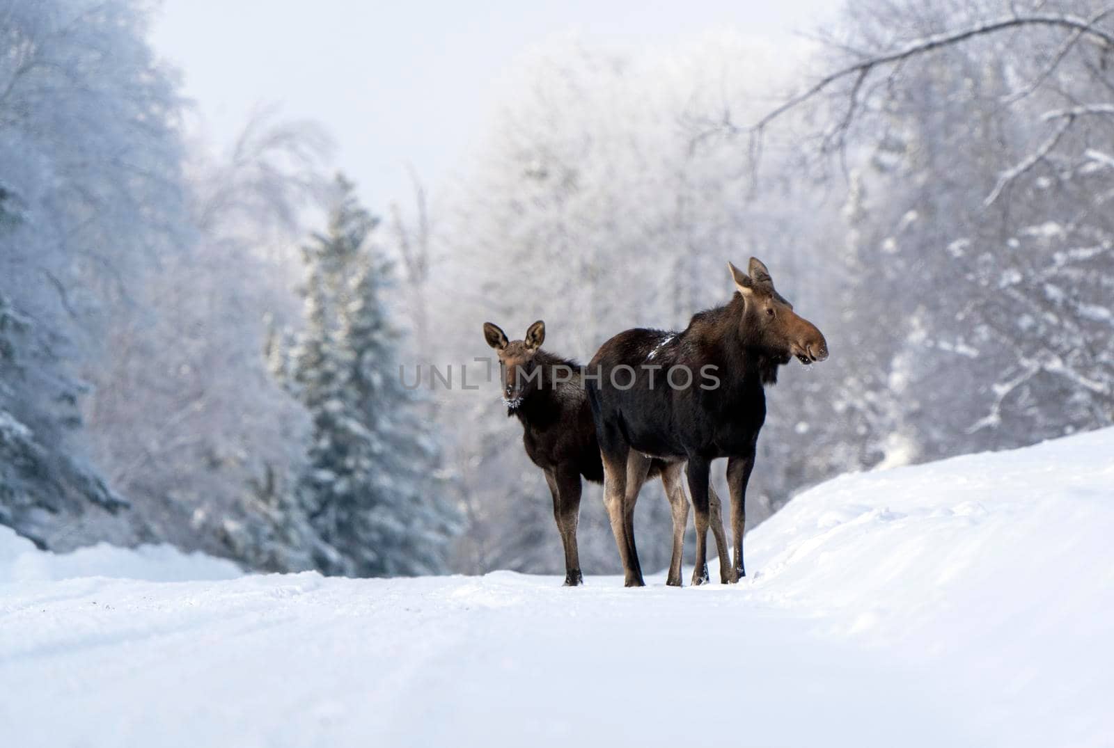 Moose in the Snow in Riding Mountain Provincial Park Canada