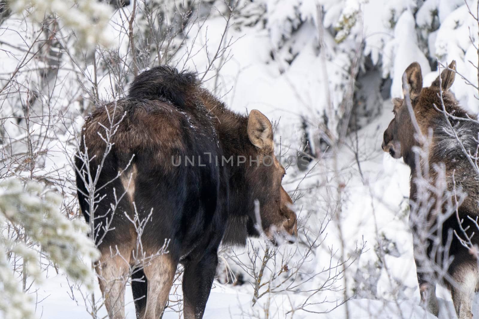 Moose in the Snow in Riding Mountain Provincial Park Canada