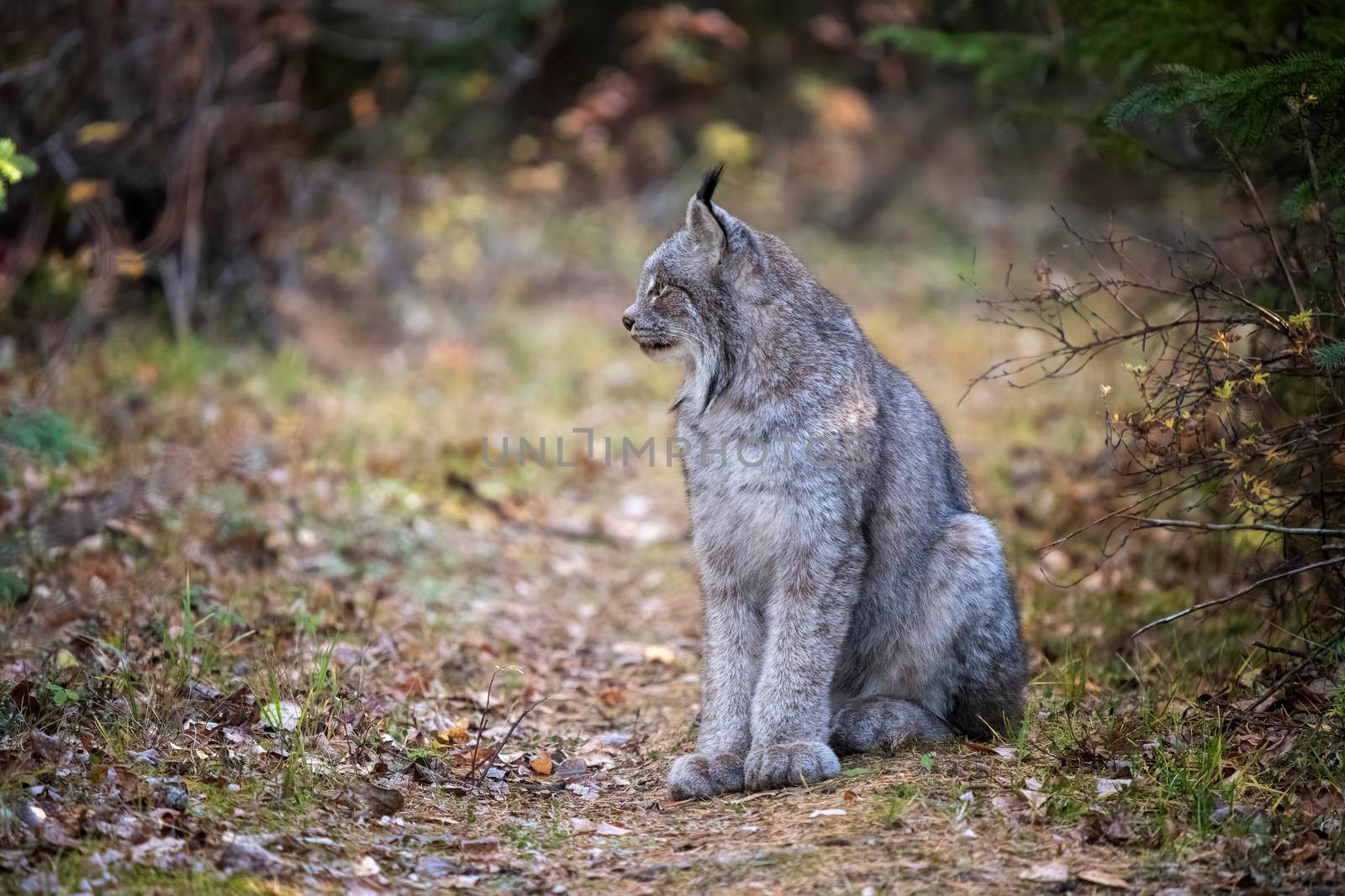 Lynx in the Wild Riding Mountain National Park Canada