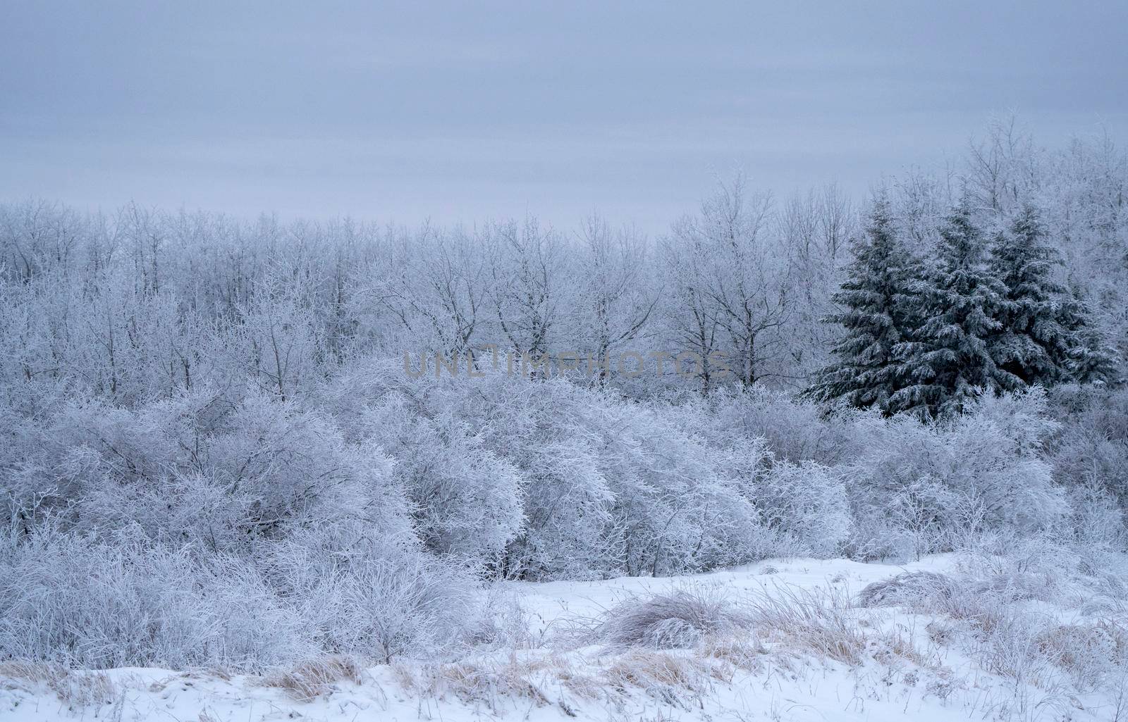 Hoar frost scene in Riding Mountain Manitoba