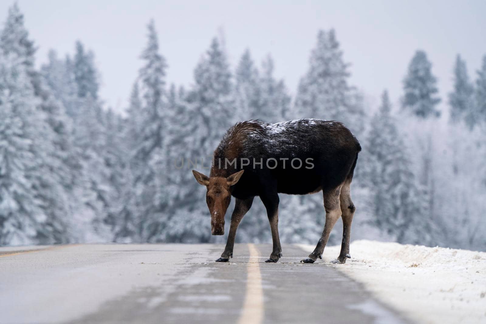 Moose in the Snow in Riding Mountain Provincial Park Canada