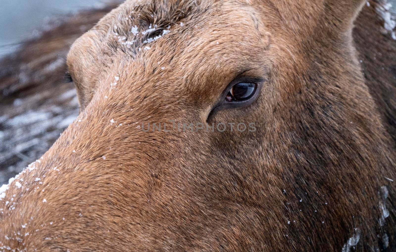 Moose in the Snow in Riding Mountain Provincial Park Canada