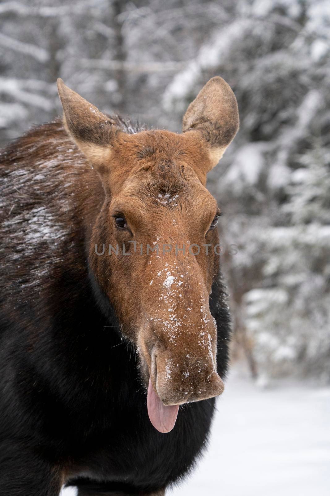 Moose in the Snow in Riding Mountain Provincial Park Canada