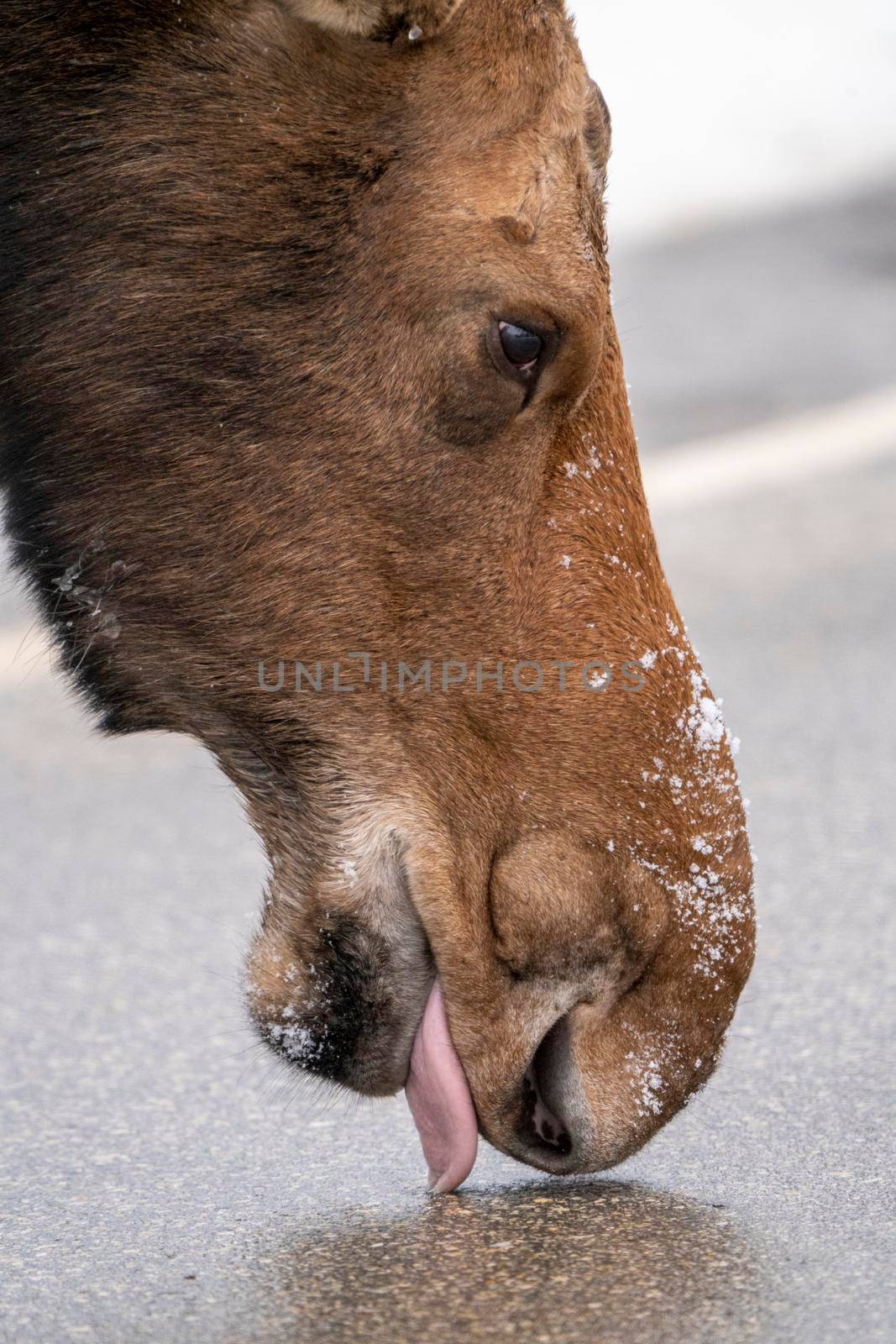 Winter Moose Manitoba by pictureguy