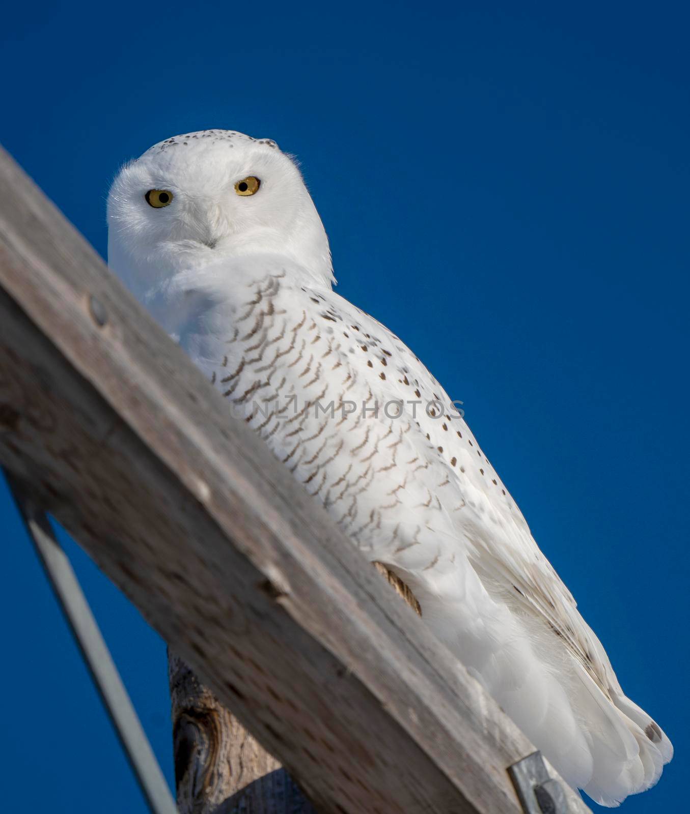 Snowy Owl winter Saskatchewan Canada perched Pole