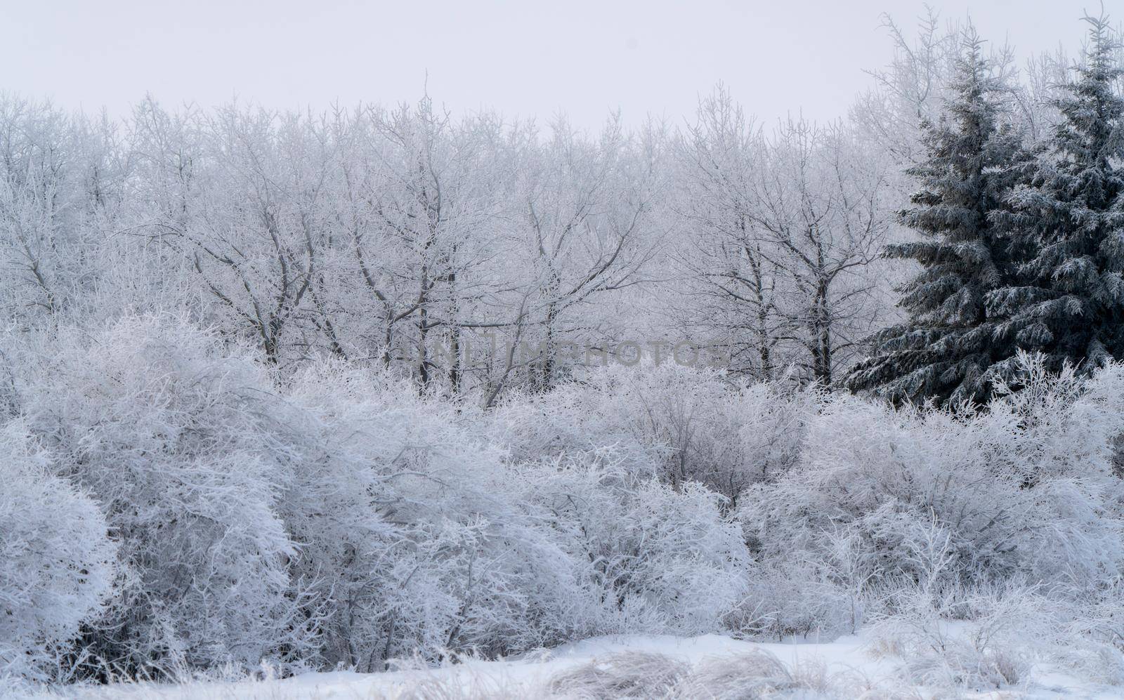 Hoar frost scene in Riding Mountain Manitoba