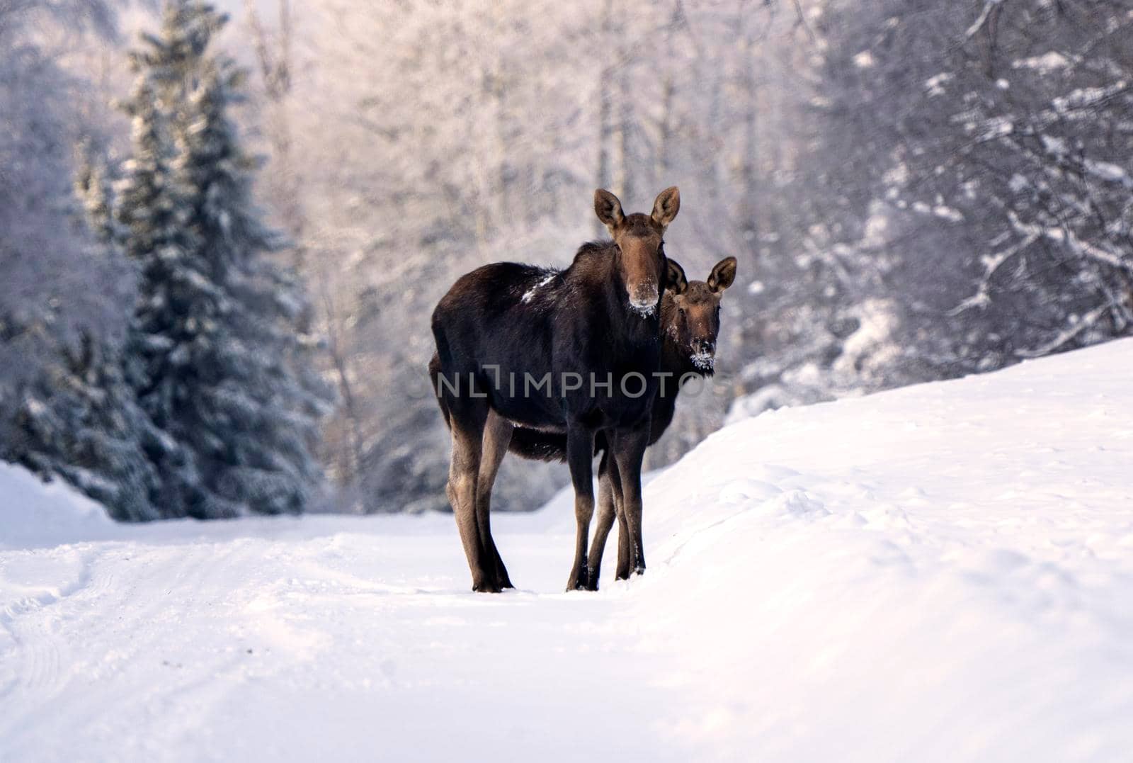 Moose in the Snow in Riding Mountain Provincial Park Canada