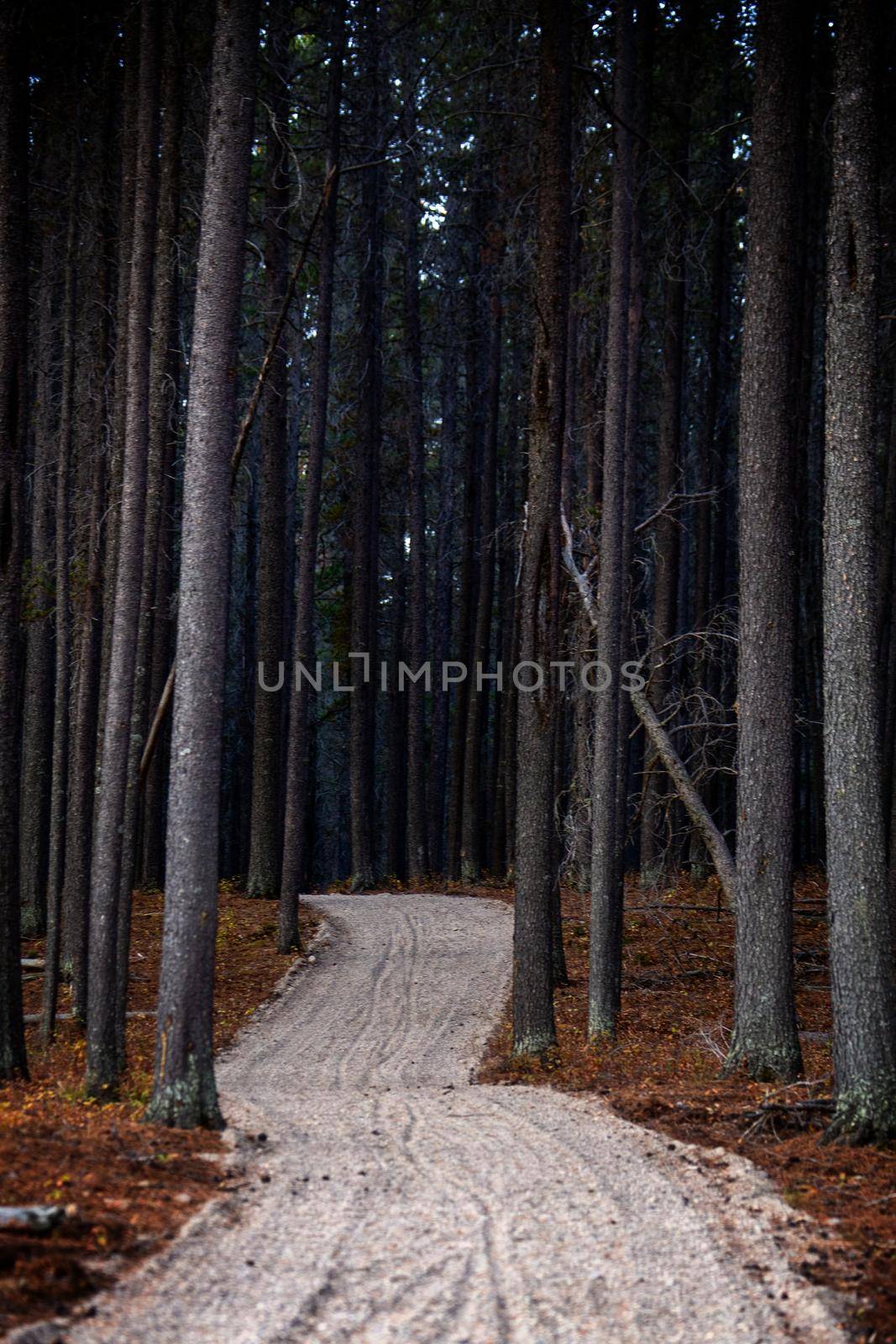 Pine Forest Cypress Hills Interprovincial Park Saskatchewan Alberta