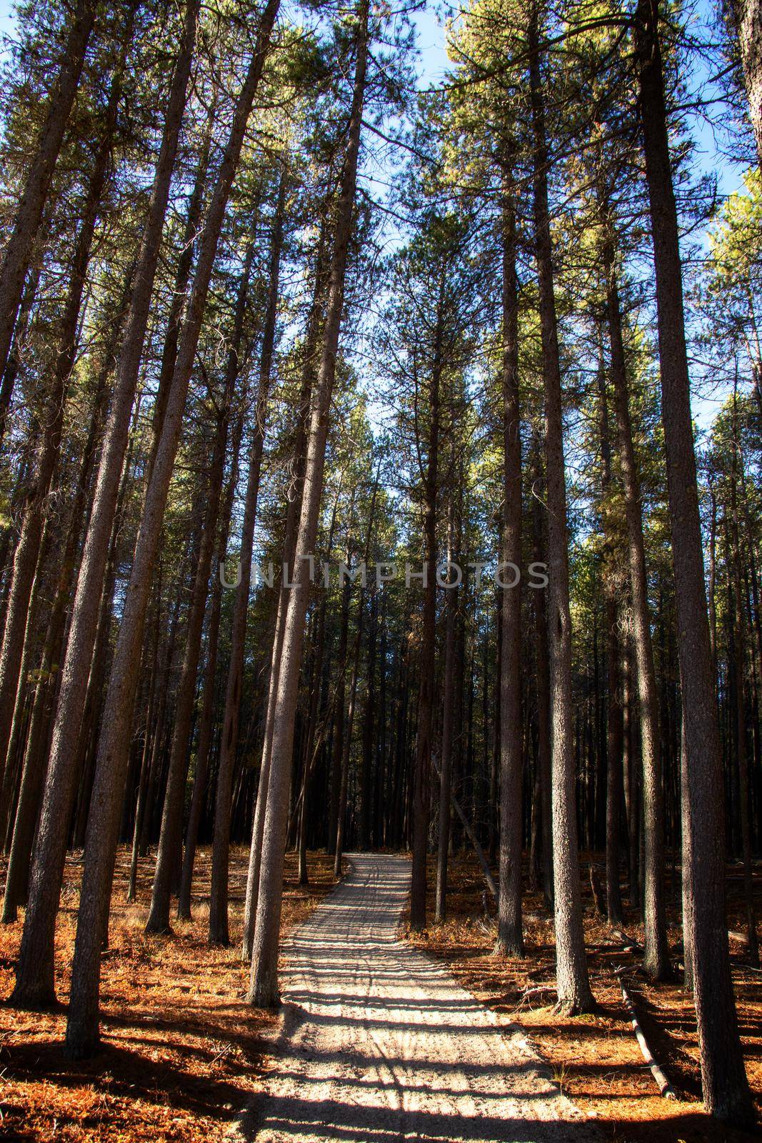 Pine Forest Cypress Hills Interprovincial Park Saskatchewan Alberta