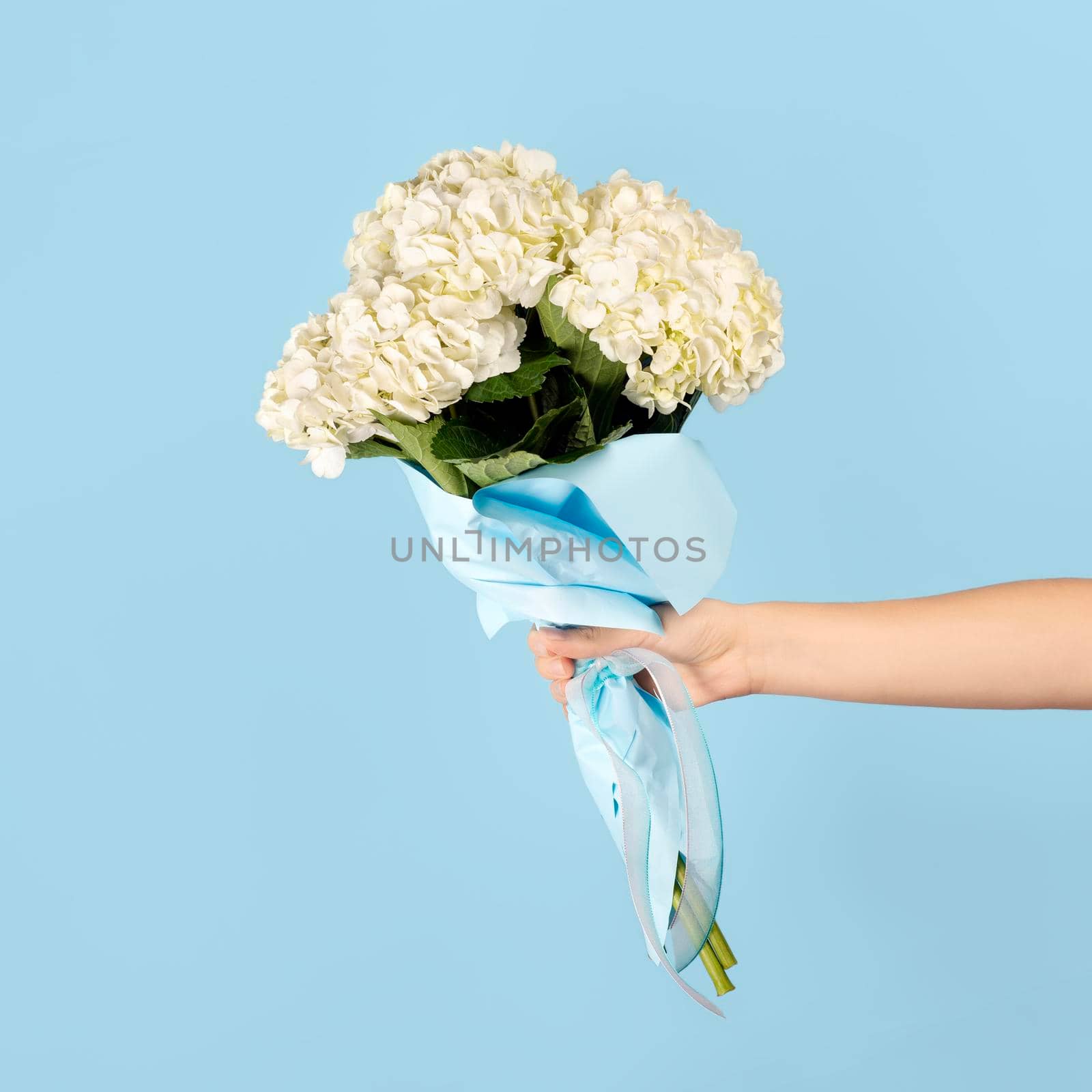 Hand holds a bouquet of beautiful tender white hydrangea on light blue background. Flowers as a gift for teacher's day, mother's day, international women's day or Valentine's day.