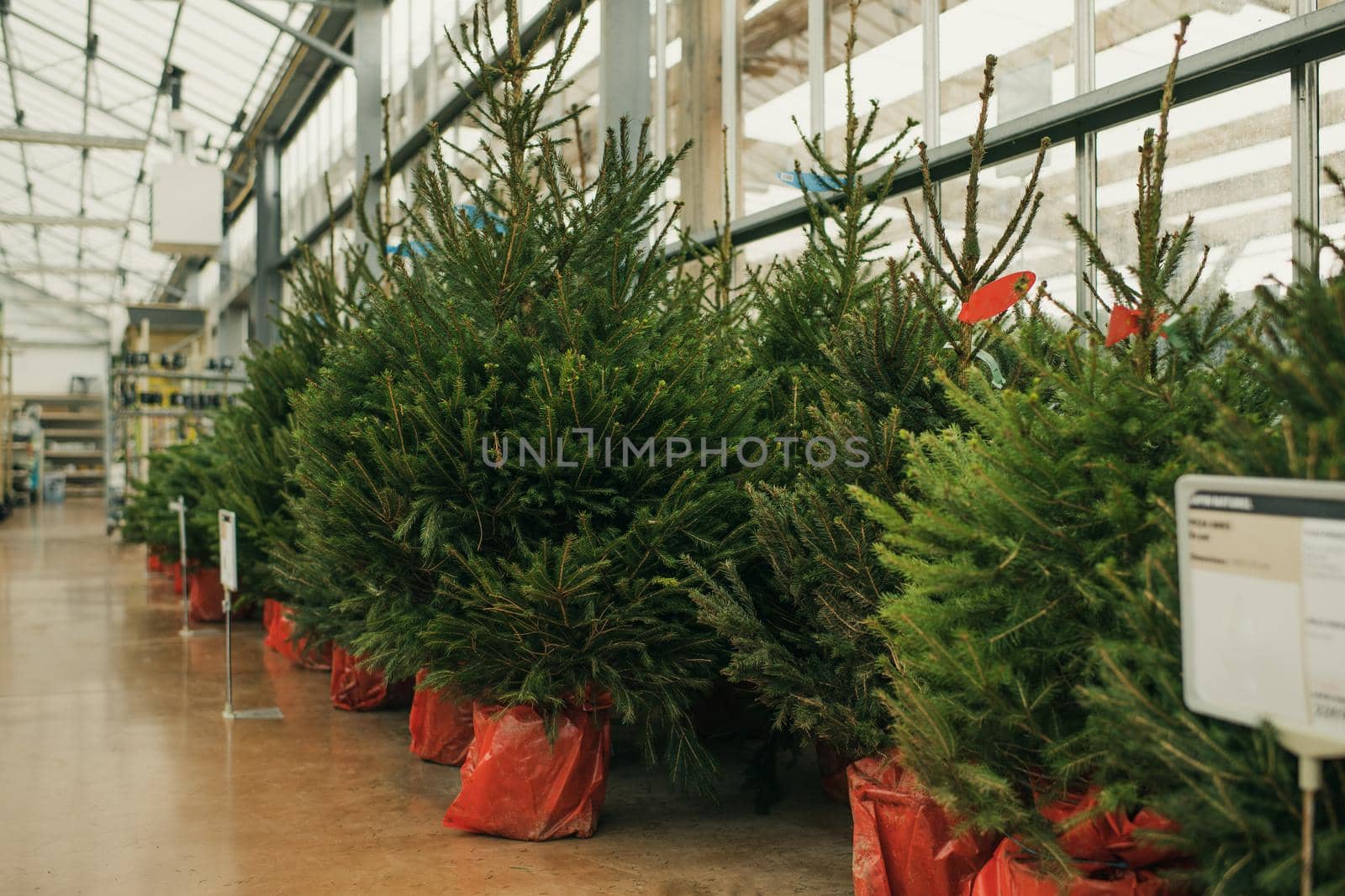 Christmas trees for sale on a shop by Godi