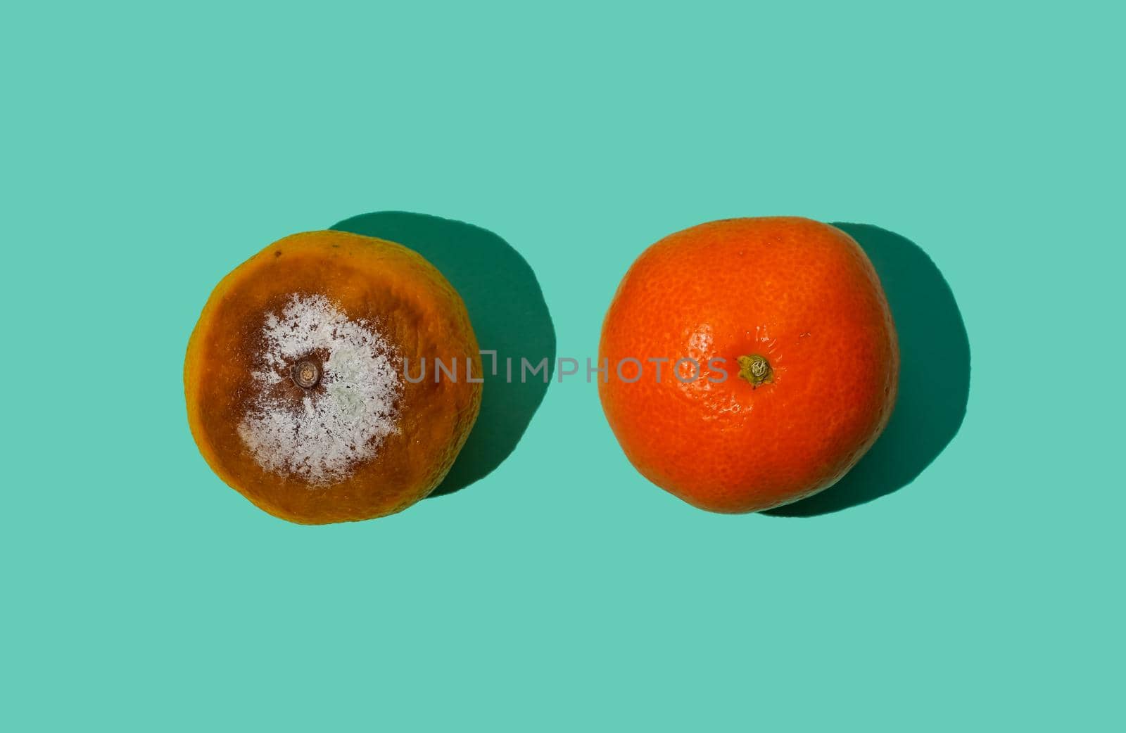 Two tangerines are fresh and rotten with mold. Orange fruit mandarin top view. Breast cancer concept.