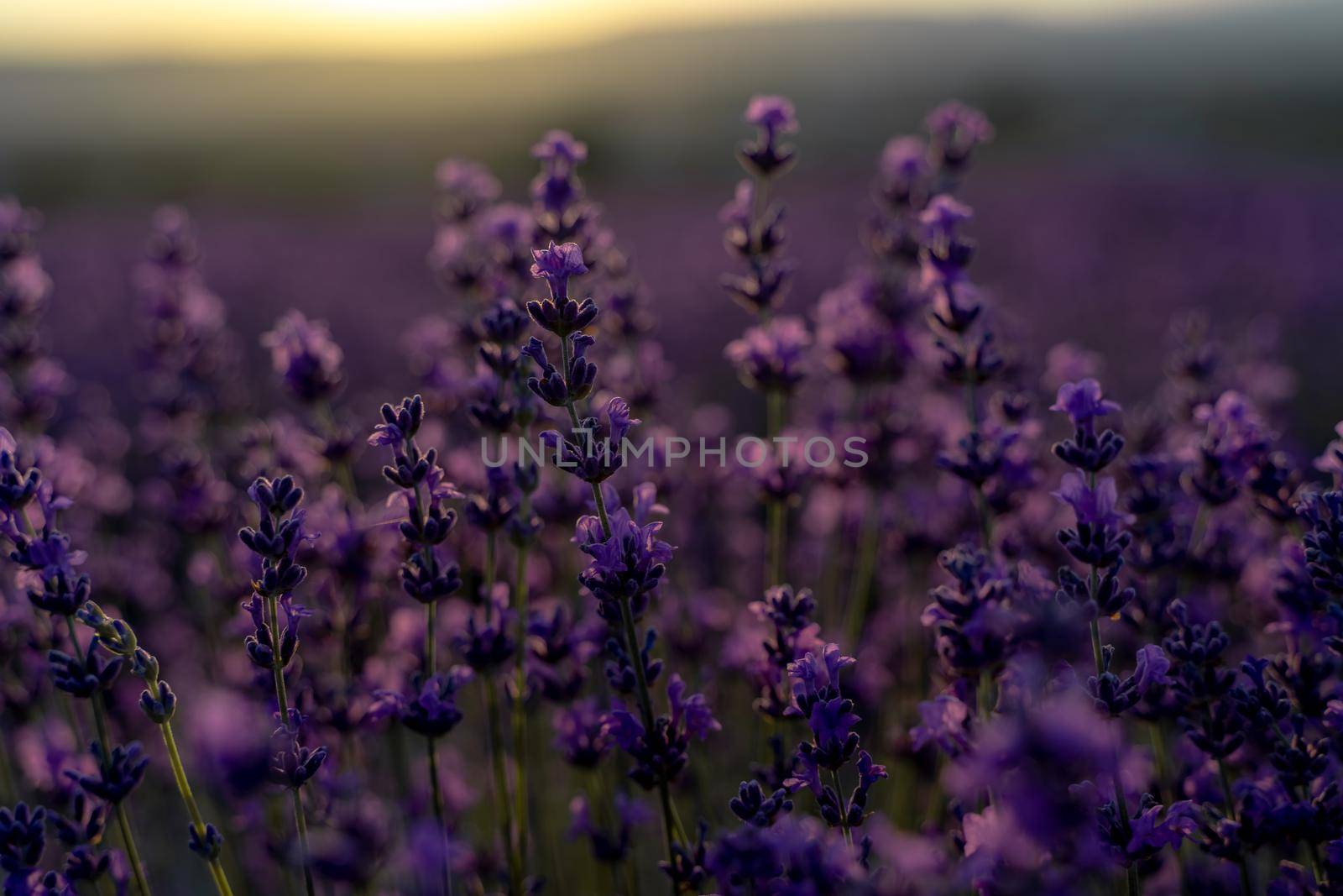 Lavender flower close-up in a lavender field against a sunset background. by Matiunina