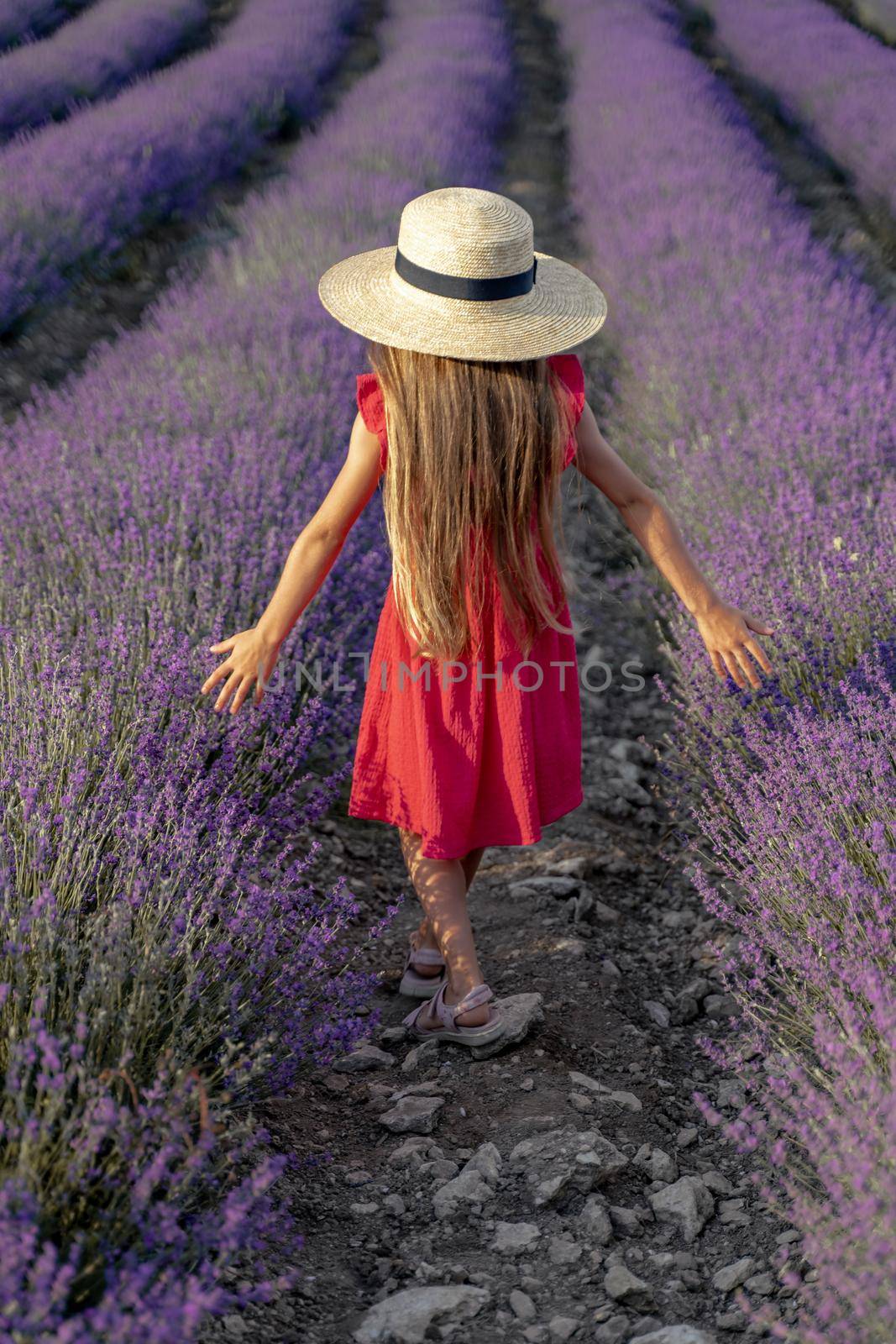 A girl with long brown loose hair 7 years old in a red dress and a hat walks alone in a lavender field during the day spreading her arms in both directions. by Matiunina