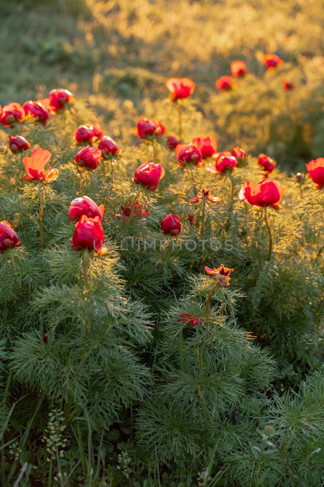 Wild peony is thin leaved Paeonia tenuifolia, in its natural environment against the sunset. Bright decorative flower, popular in garden landscape design selective focus.