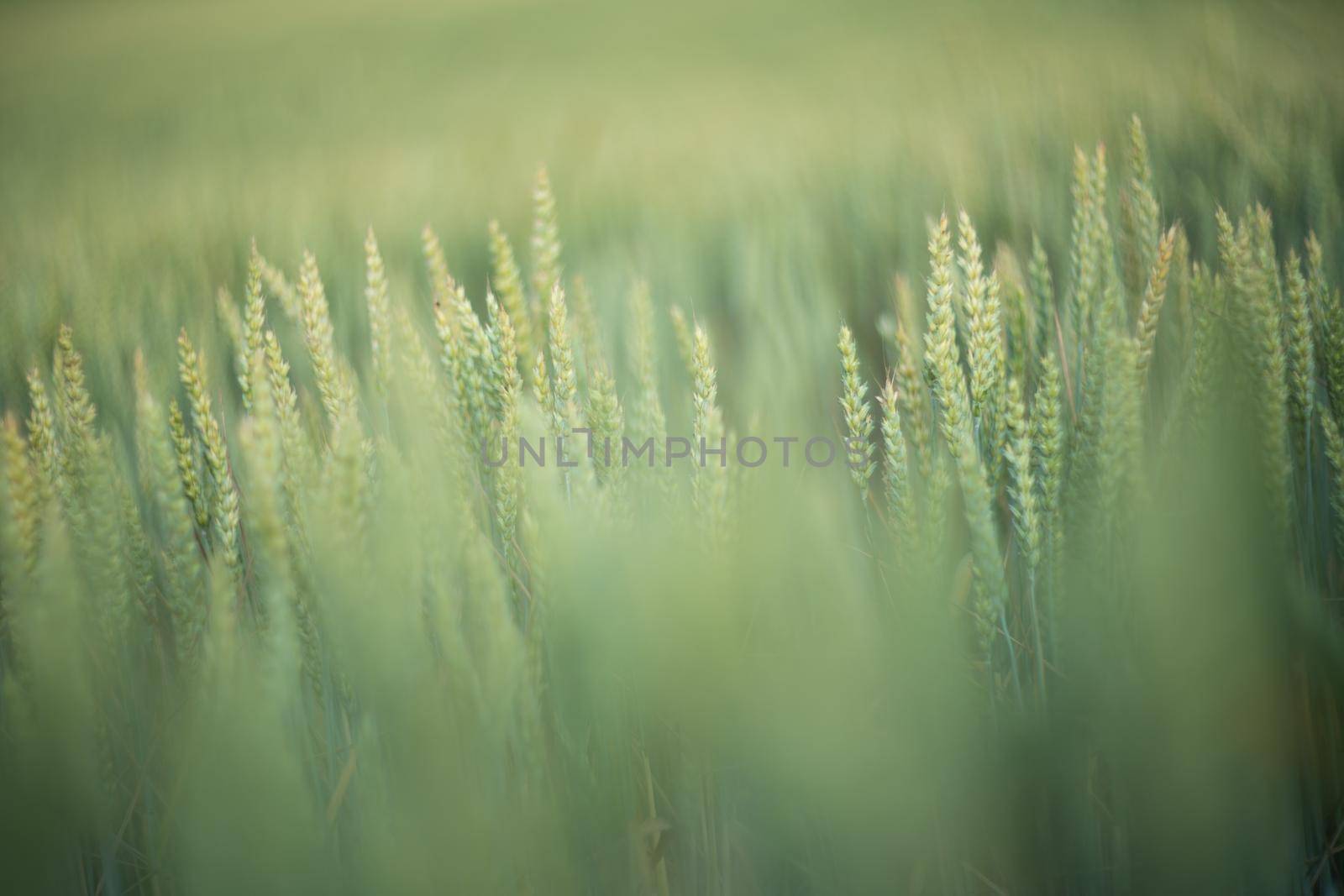 Green wheat field close up. Spring countryside scenery. Beautiful nature landscape. Juicy fresh ears of young green wheat. Agriculture scene. Abstract blurred background.