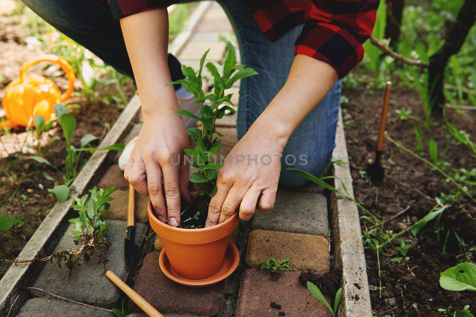 Close-up of gardener woman planting mint in a clay pot in her garden. Garden maintenance and hobby concept.Springtime