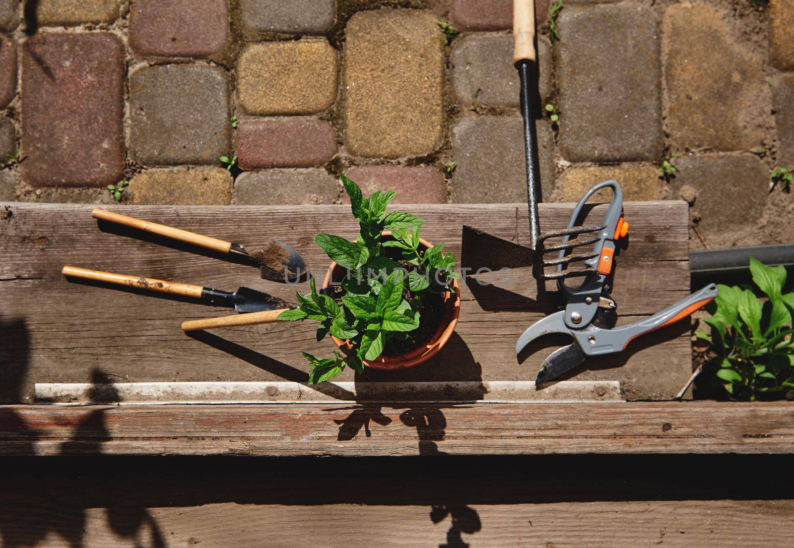 Flat lay composition with gardening tools, garden shears and a clay pot with planted mint leaves lying at the doorstep in a wooden gazebo. Still life by artgf