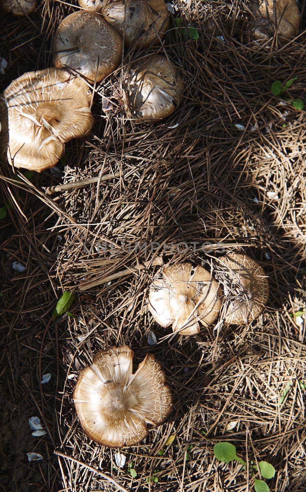 Top view of wildly growing mushrooms in the garden. Flat lay composition by artgf