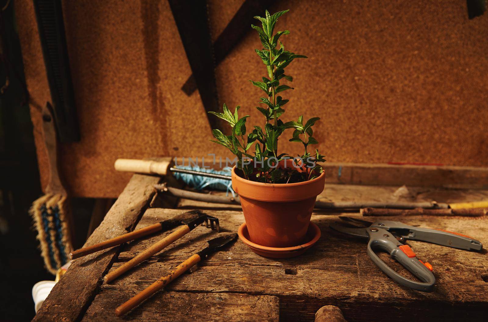 Gardening tools and garden shears lying next to a clay pot with planted mint leaves on a wooden table in a countryside wooden gazebo. Still life