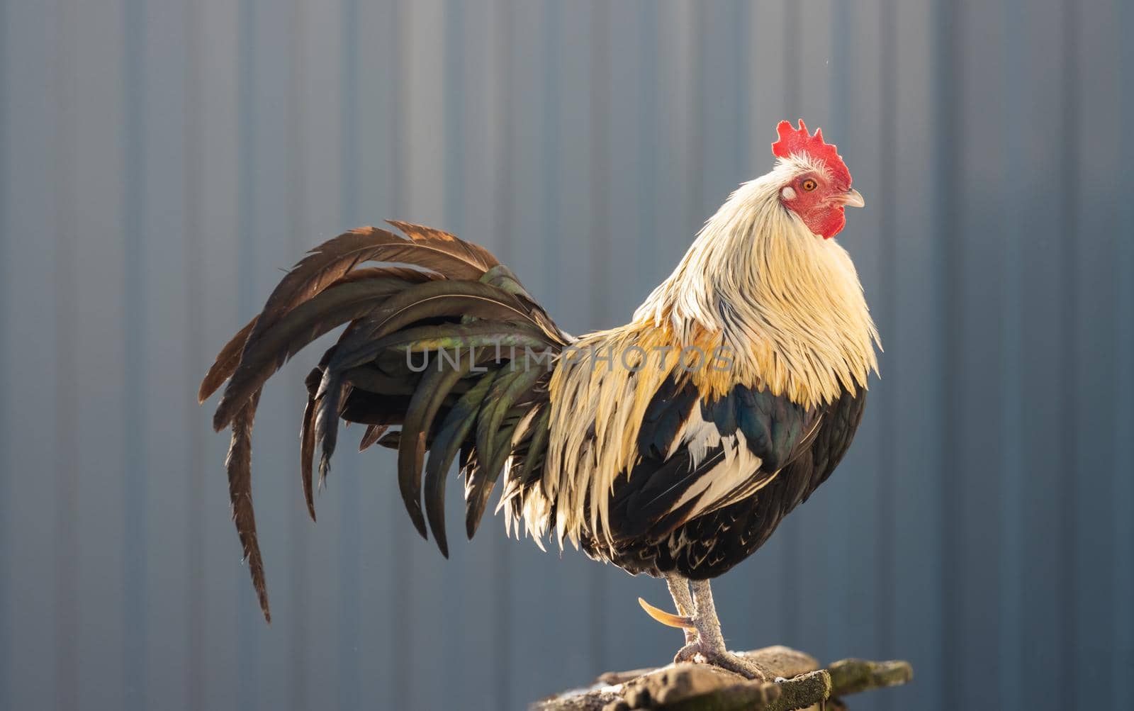 beautiful rooster with a long tail stands erect, farm animals