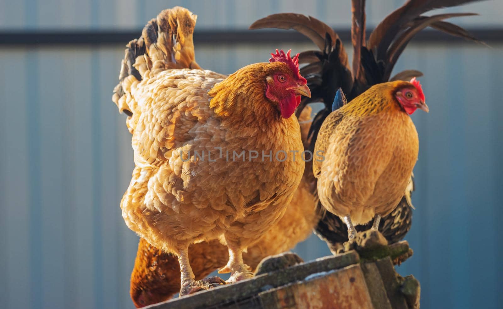 big and small chickens are standing side by side, farm animals